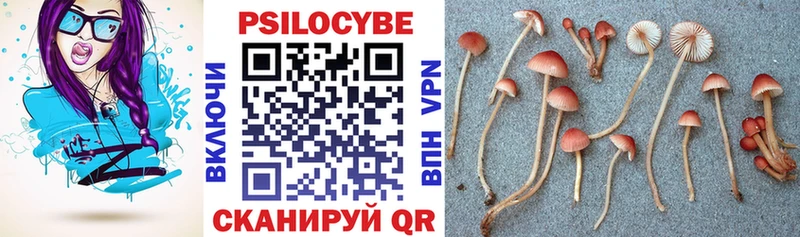Купить  Псков  Галлюциногенные грибы Psilocybe 